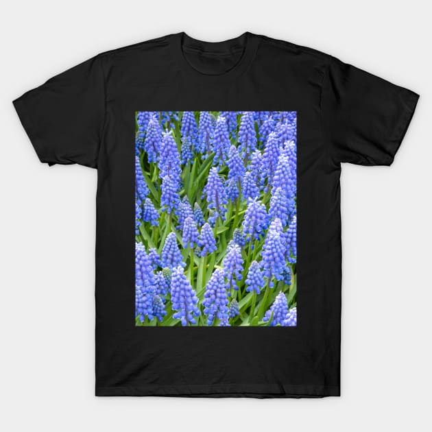 Grape Hyacinth (Muscari Armeniacum) T-Shirt by Upbeat Traveler